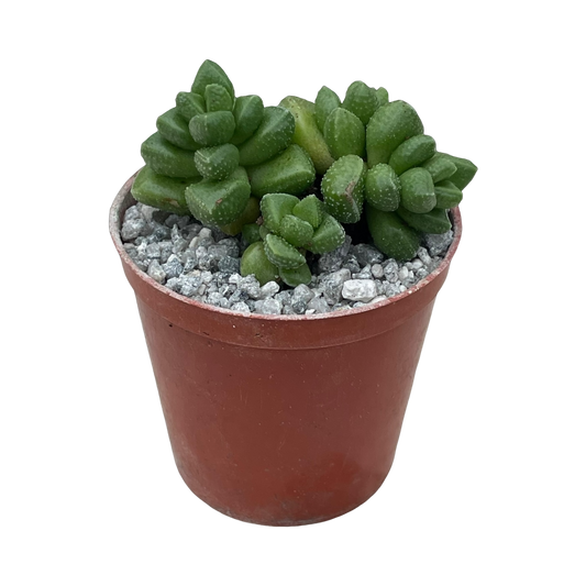 Crassula elegans