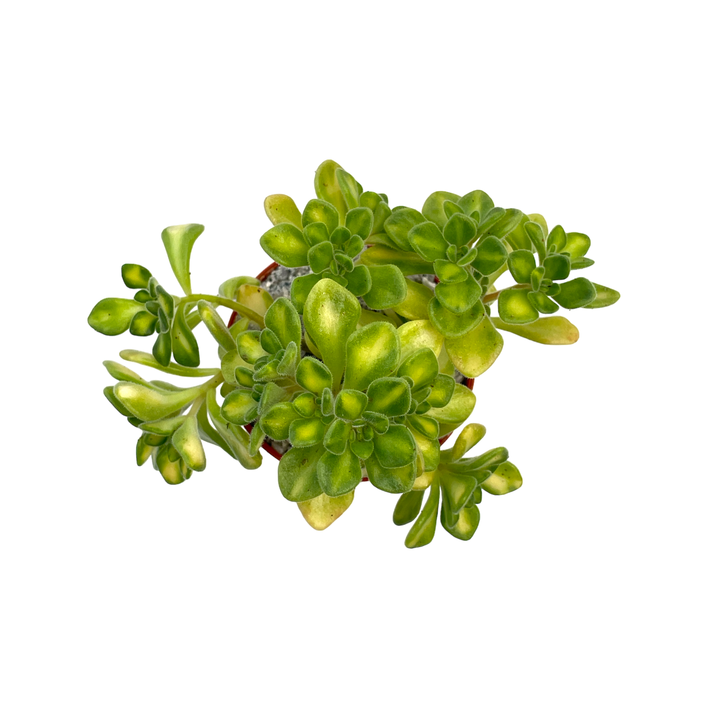 Aichryson bethencourtianum f. variegatum