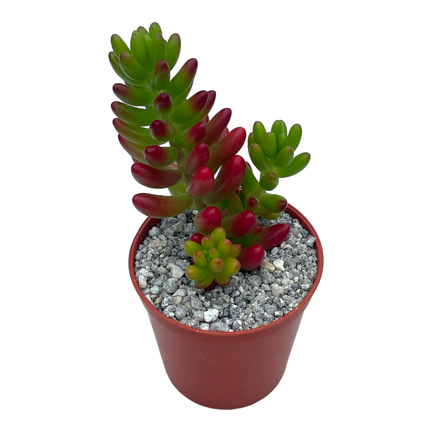 Sedum x rubrotinctum