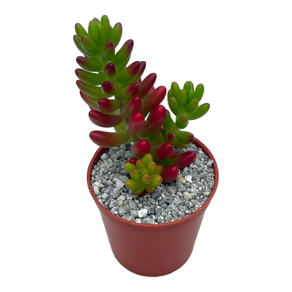 Sedum x rubrotinctum