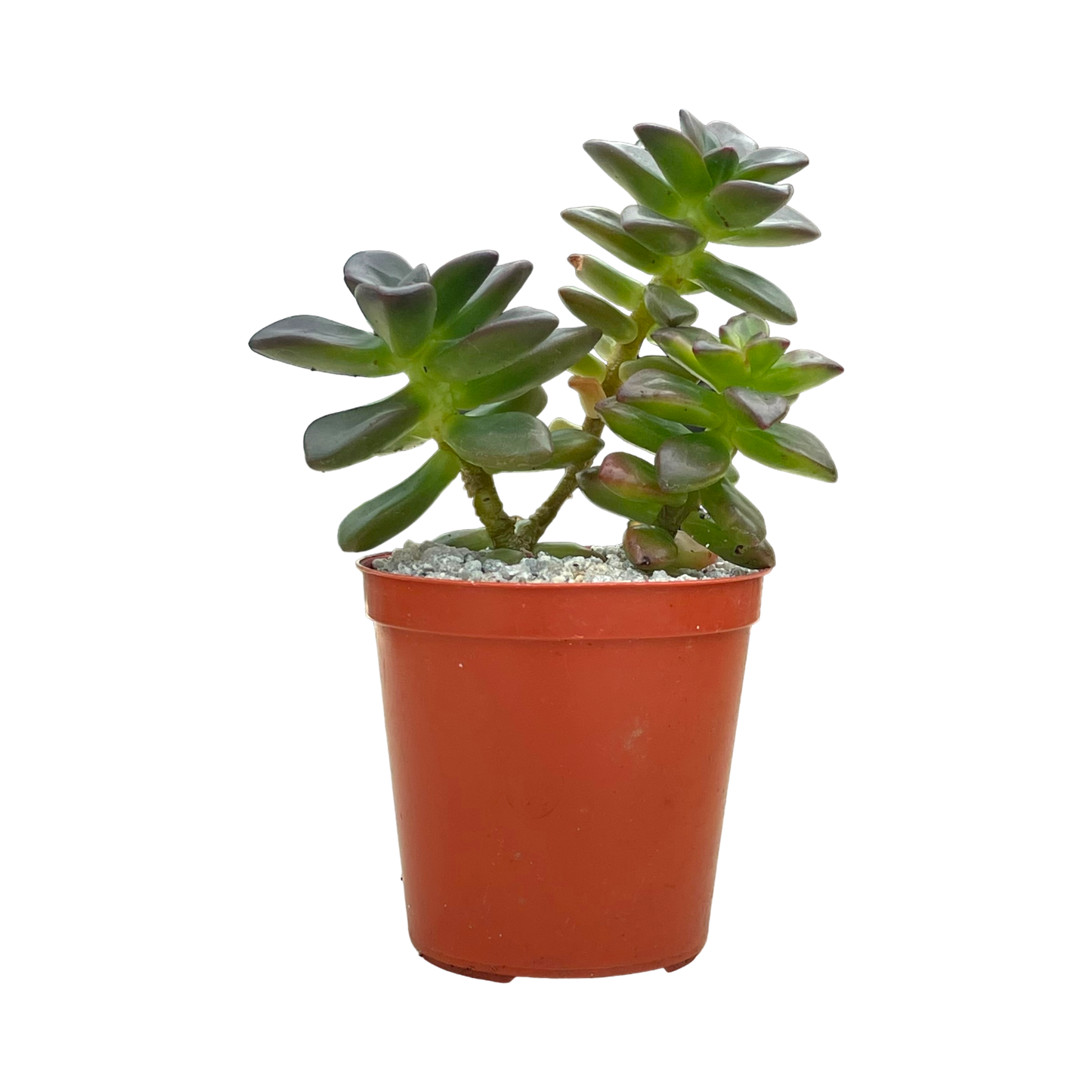 Echeveria compressicaulis