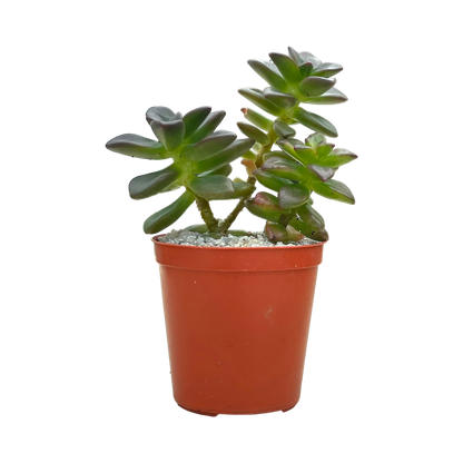 Echeveria compressicaulis