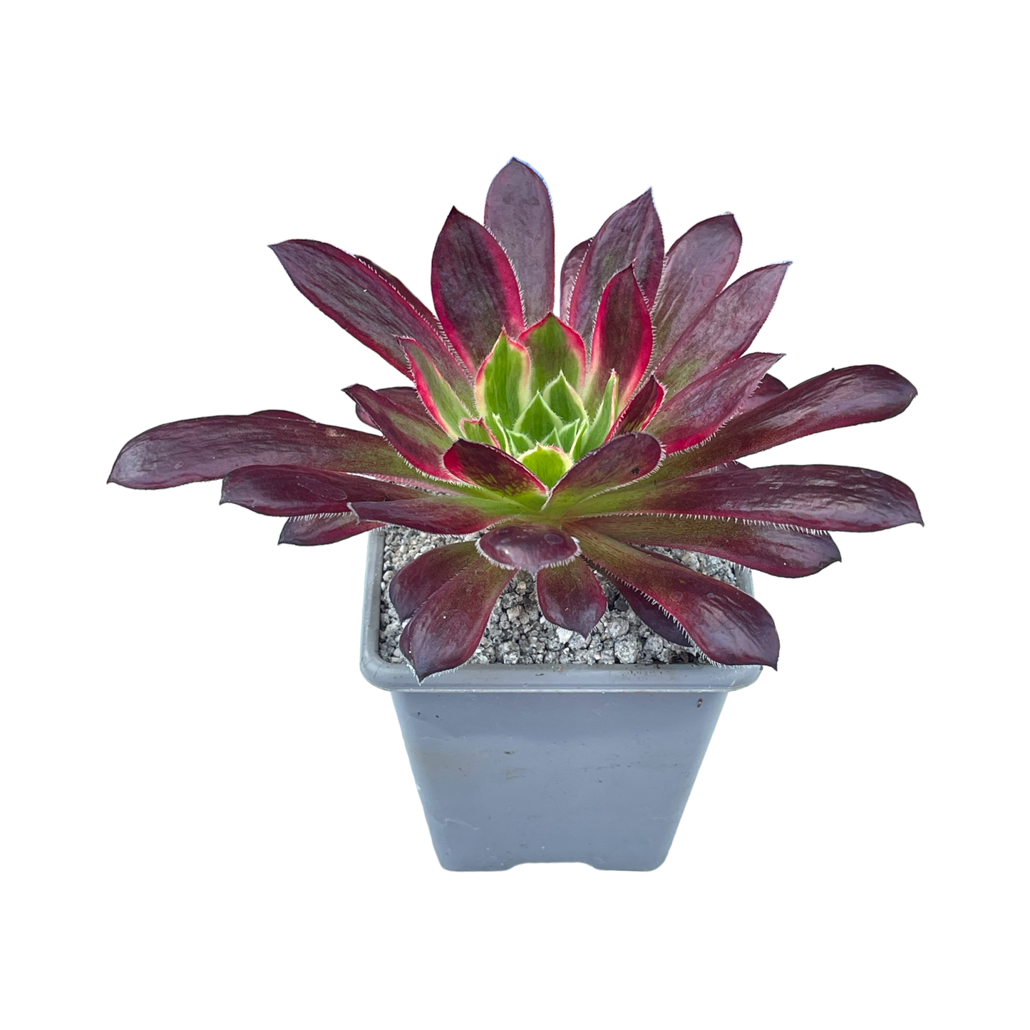 Aeonium 'Peacock'