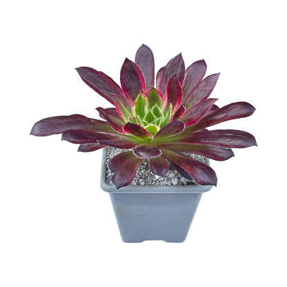 Aeonium 'Peacock'