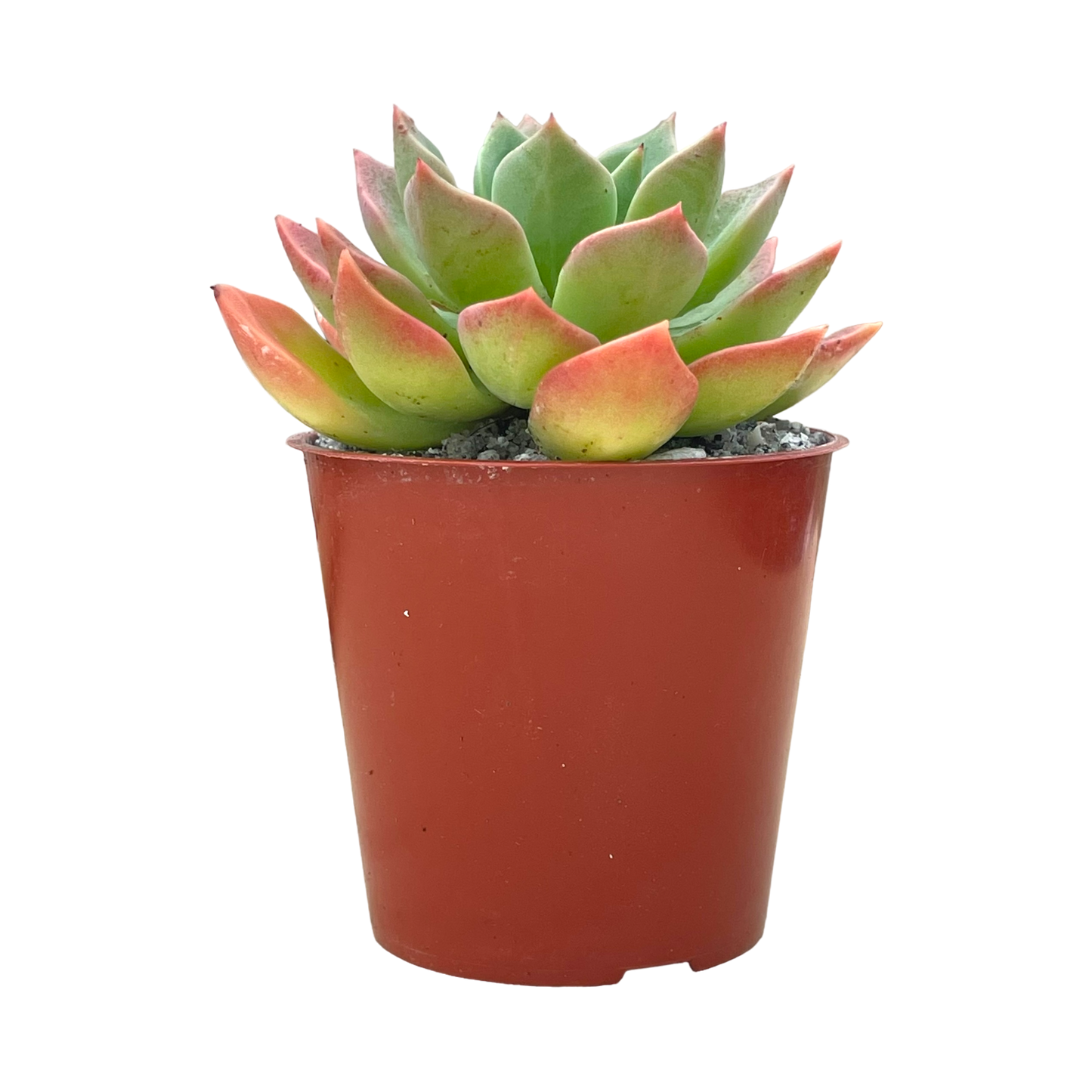 Echeveria 'Meteor'