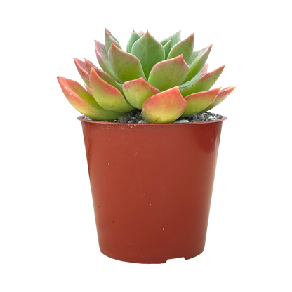 Echeveria 'Meteor'