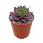Sempervivum 'Devon Jewel'