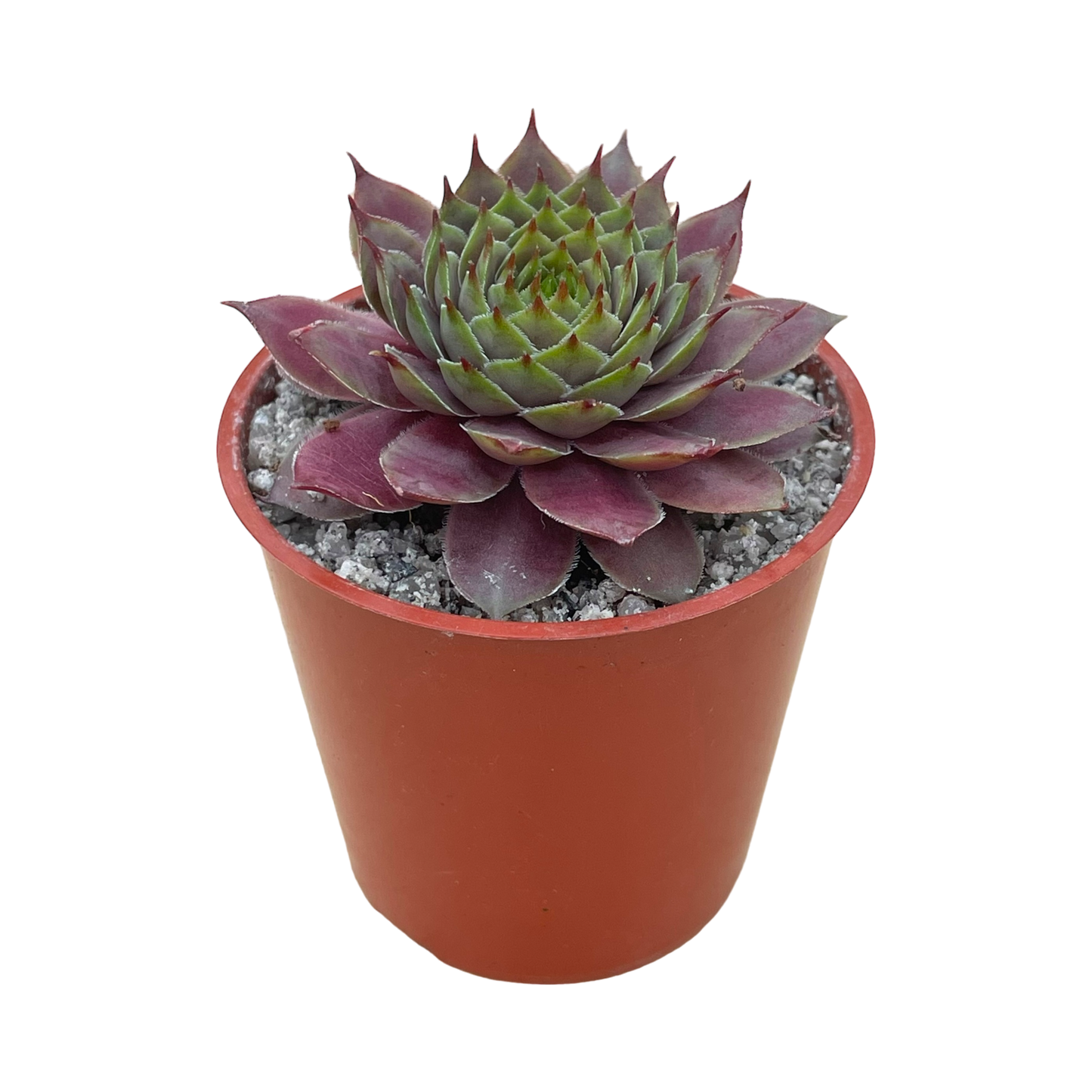 Sempervivum 'Devon Jewel'