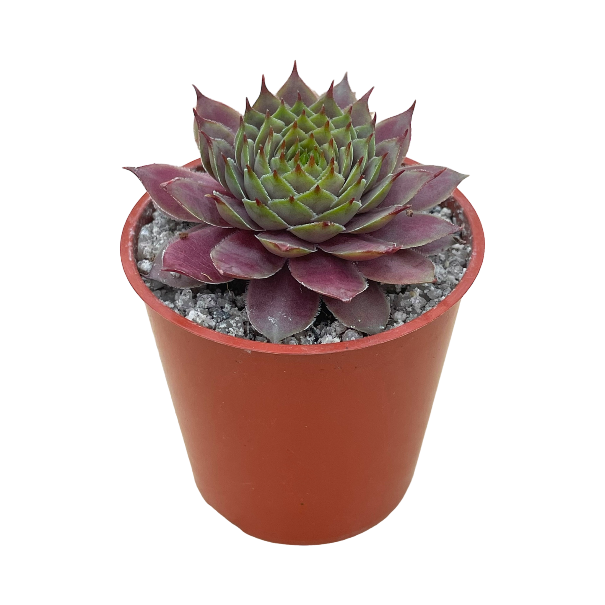 Sempervivum 'Devon Jewel'