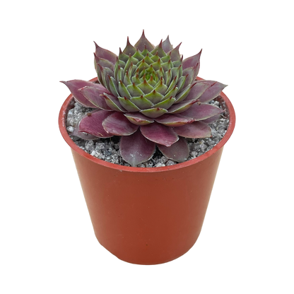 Sempervivum 'Devon Jewel'