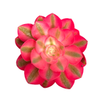 Aeonium 'Pink Witch'