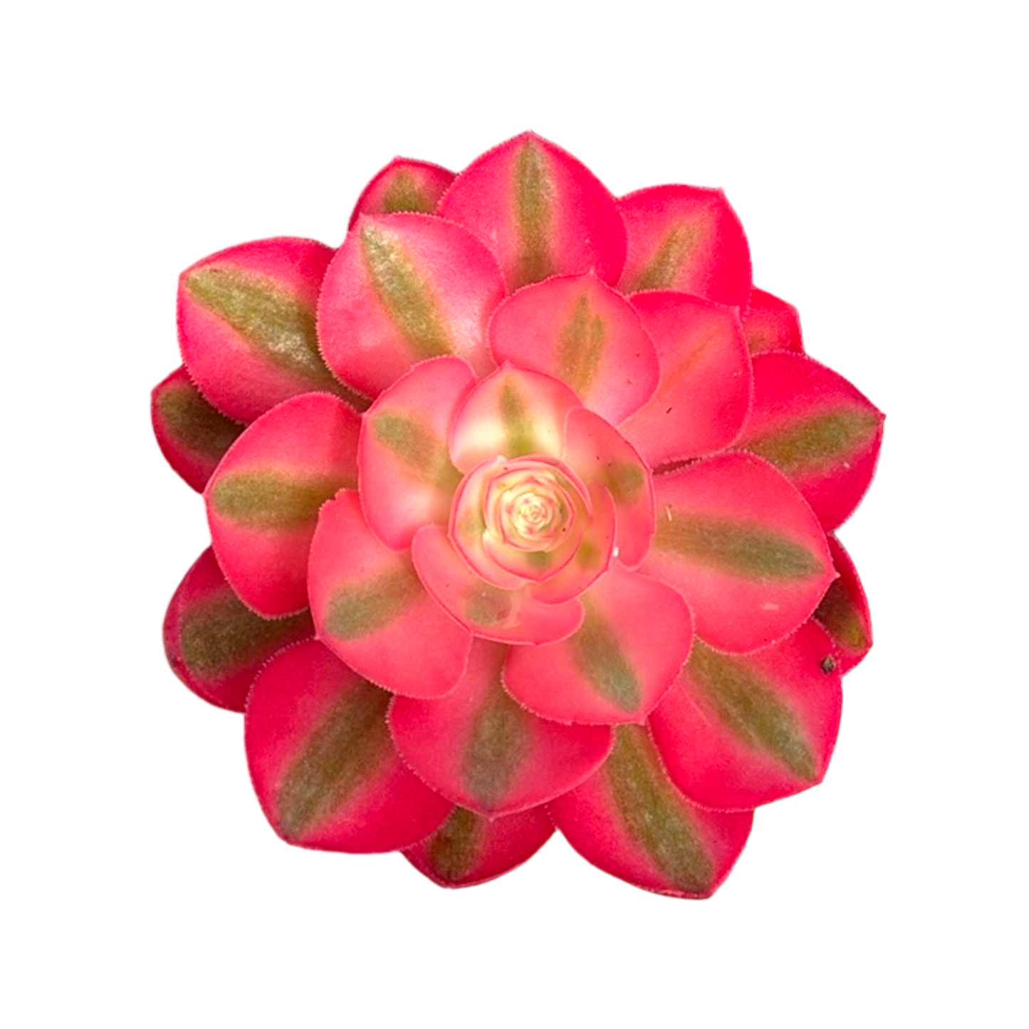 Aeonium 'Pink Witch'