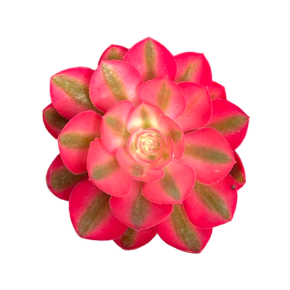 Aeonium 'Pink Witch'