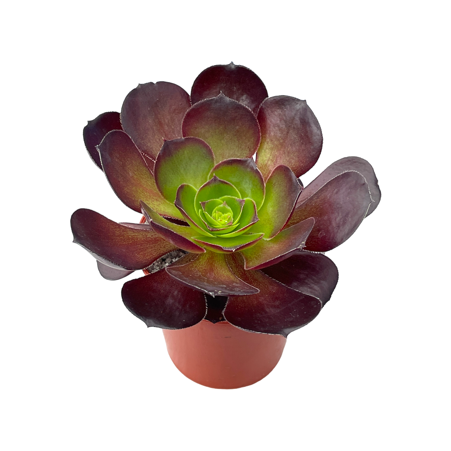 Aeonium 'Cornish Rose'