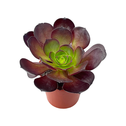 Aeonium 'Cornish Rose'