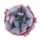 x Graptoveria 'Topsy Debbi'