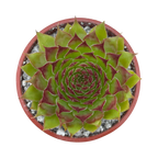 Sempervivum 'Leclare no.4'