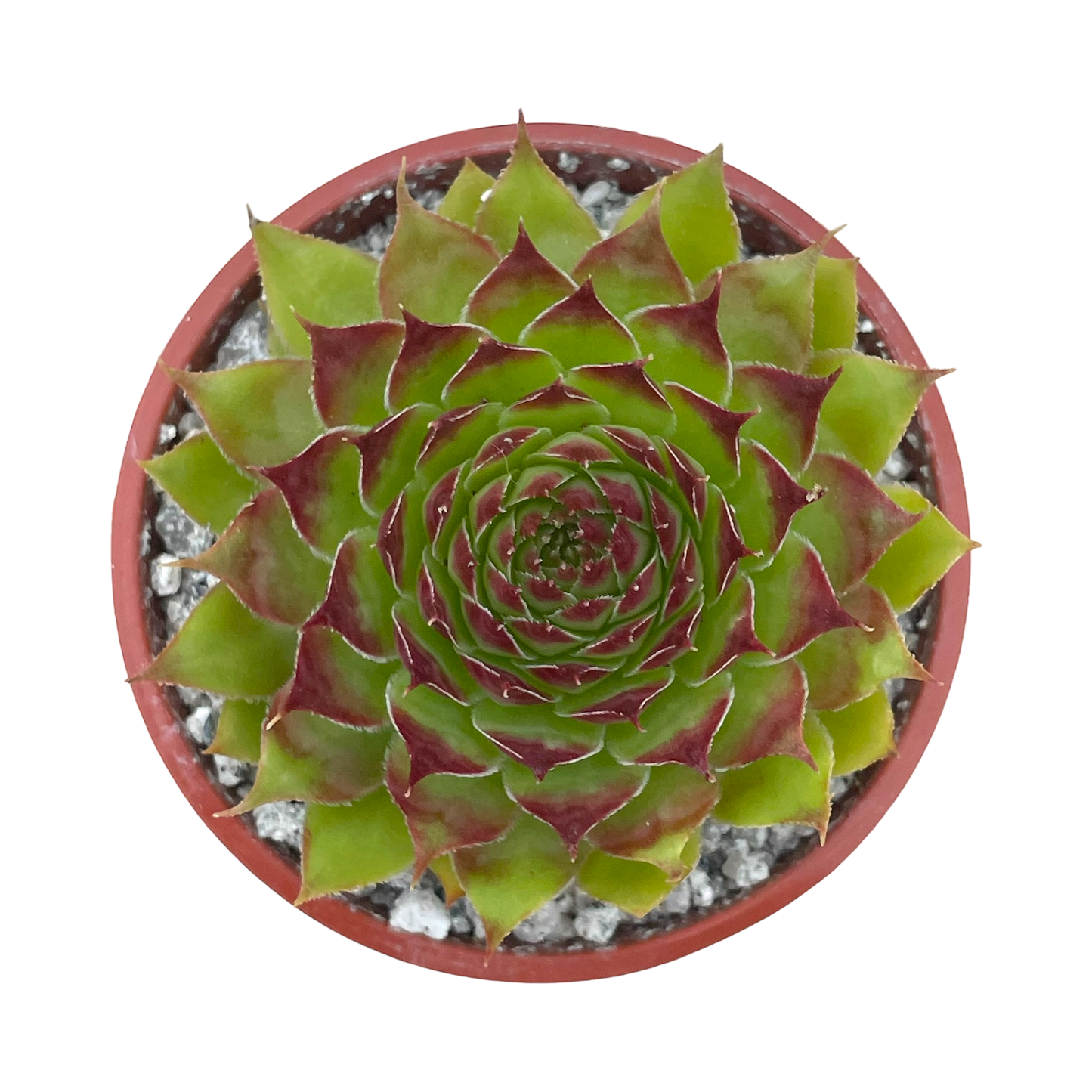 Sempervivum 'Leclare no.4'