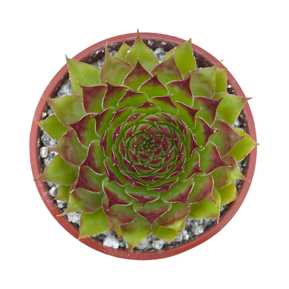 Sempervivum 'Leclare no.4'