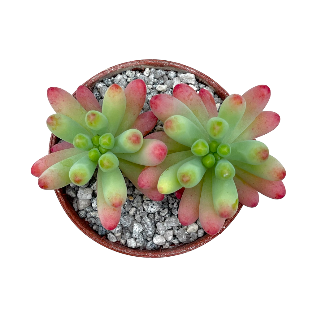 Sedum pachyphyllum 'Rose'
