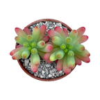 Sedum pachyphyllum 'Rose'