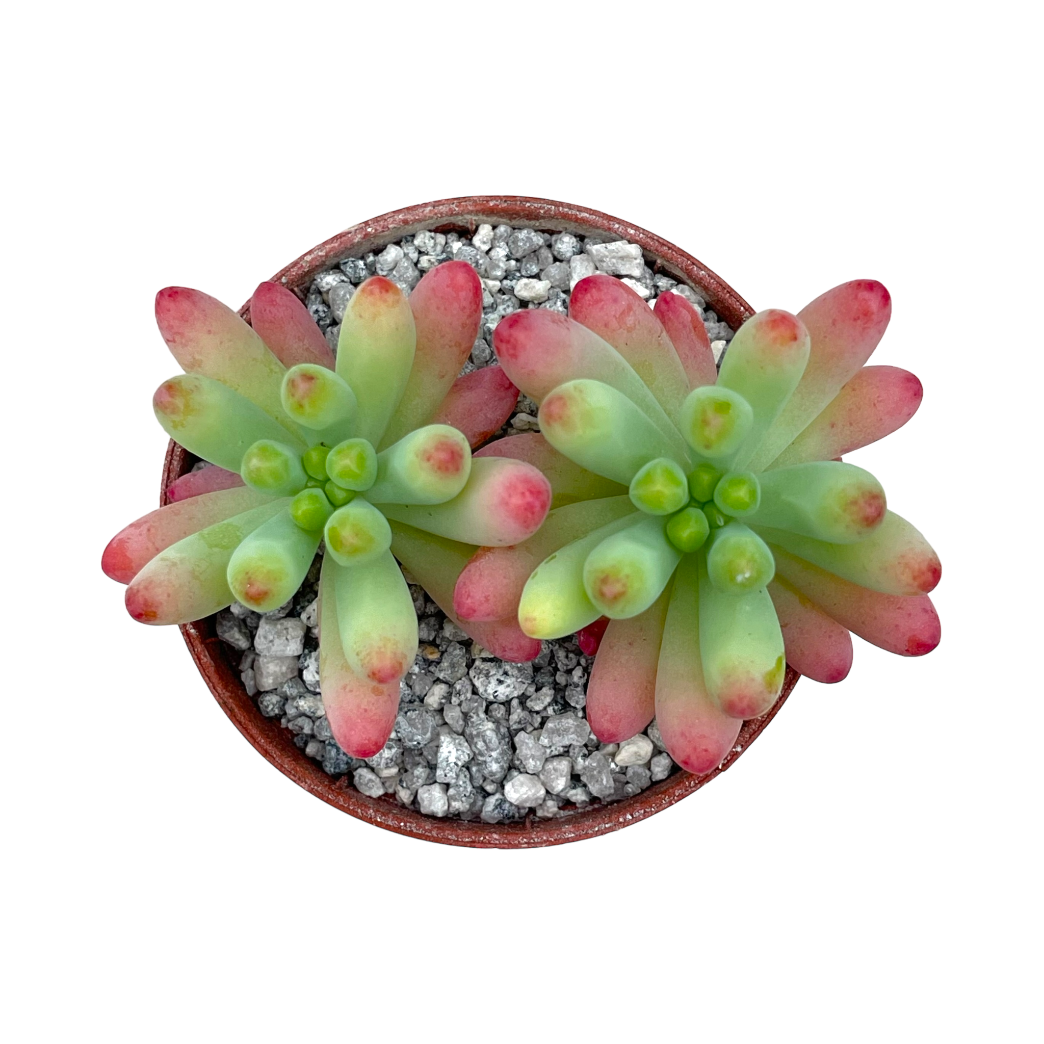 Sedum pachyphyllum 'Rose'