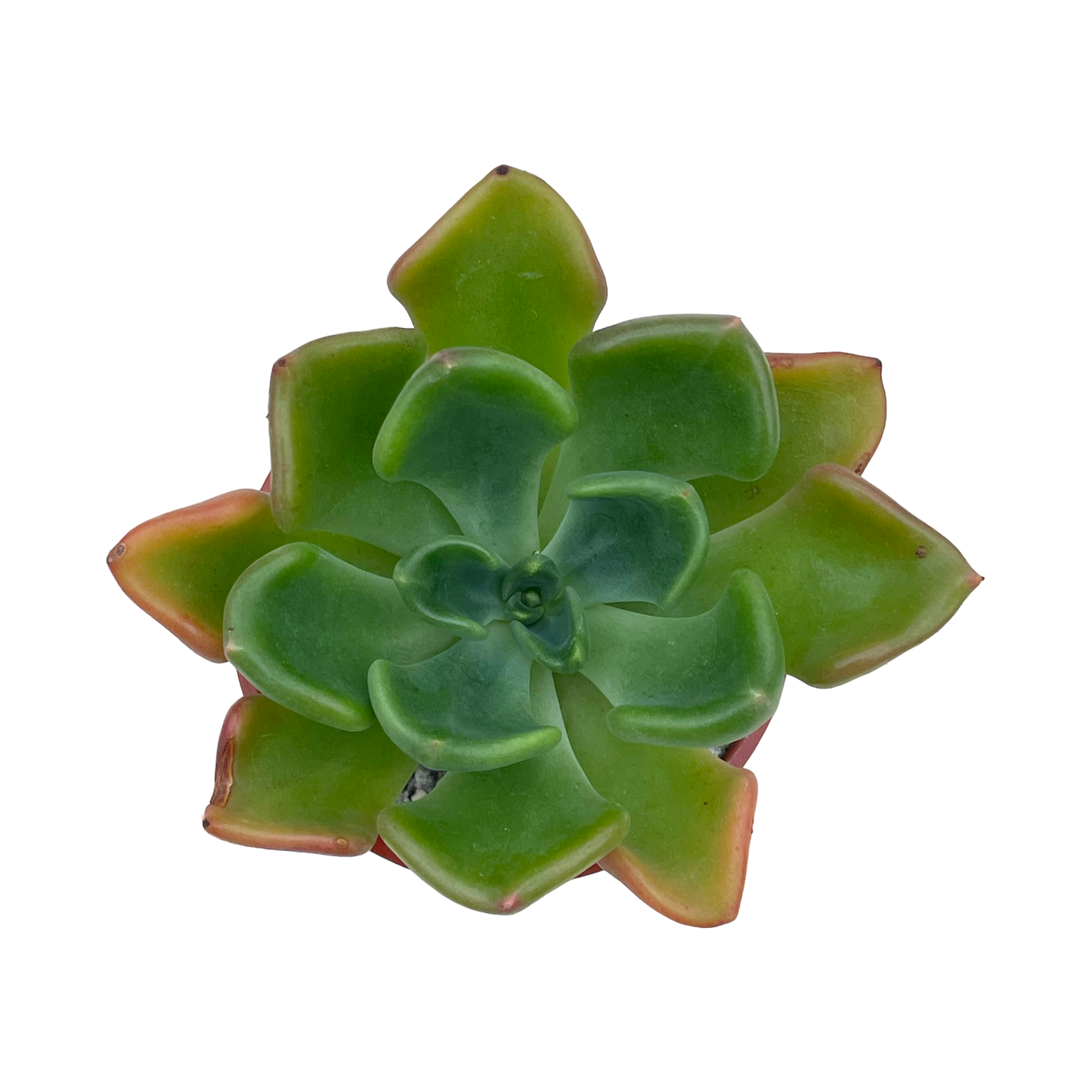 Echeveria setosa var. oteroi