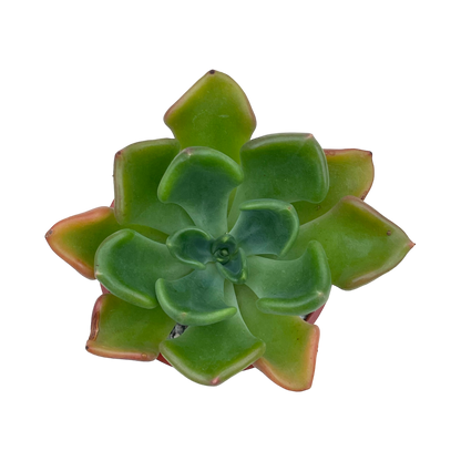 Echeveria setosa var. oteroi