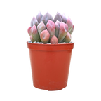 x Graptoveria 'Topsy Debbi'