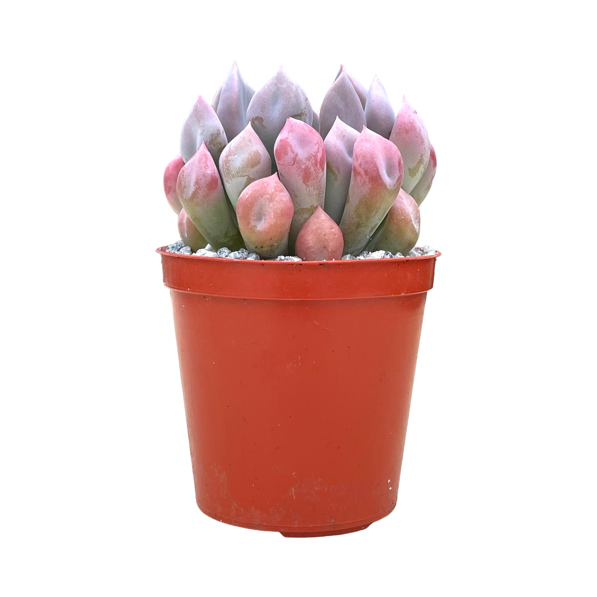 x Graptoveria 'Topsy Debbi'