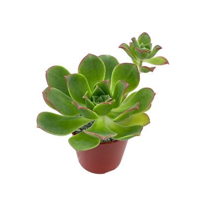 Aeonium haworthii