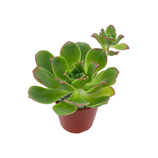 Aeonium haworthii