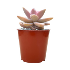 x Graptosedum 'Ghosty'