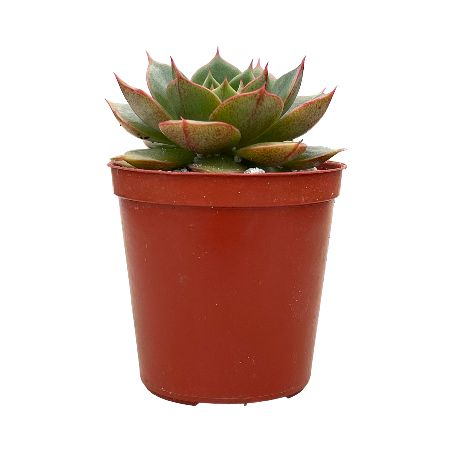 Echeveria 'Parva'