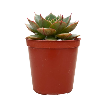 Echeveria 'Parva'