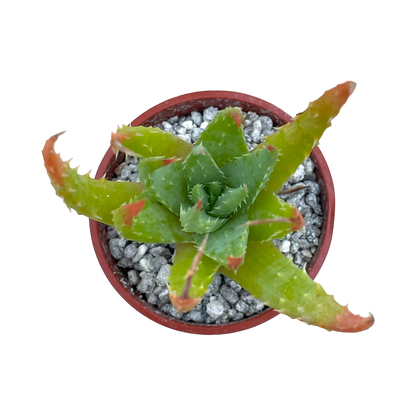 Aloe humilis