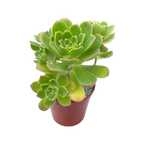 Aeonium castello-paviae var. sarae