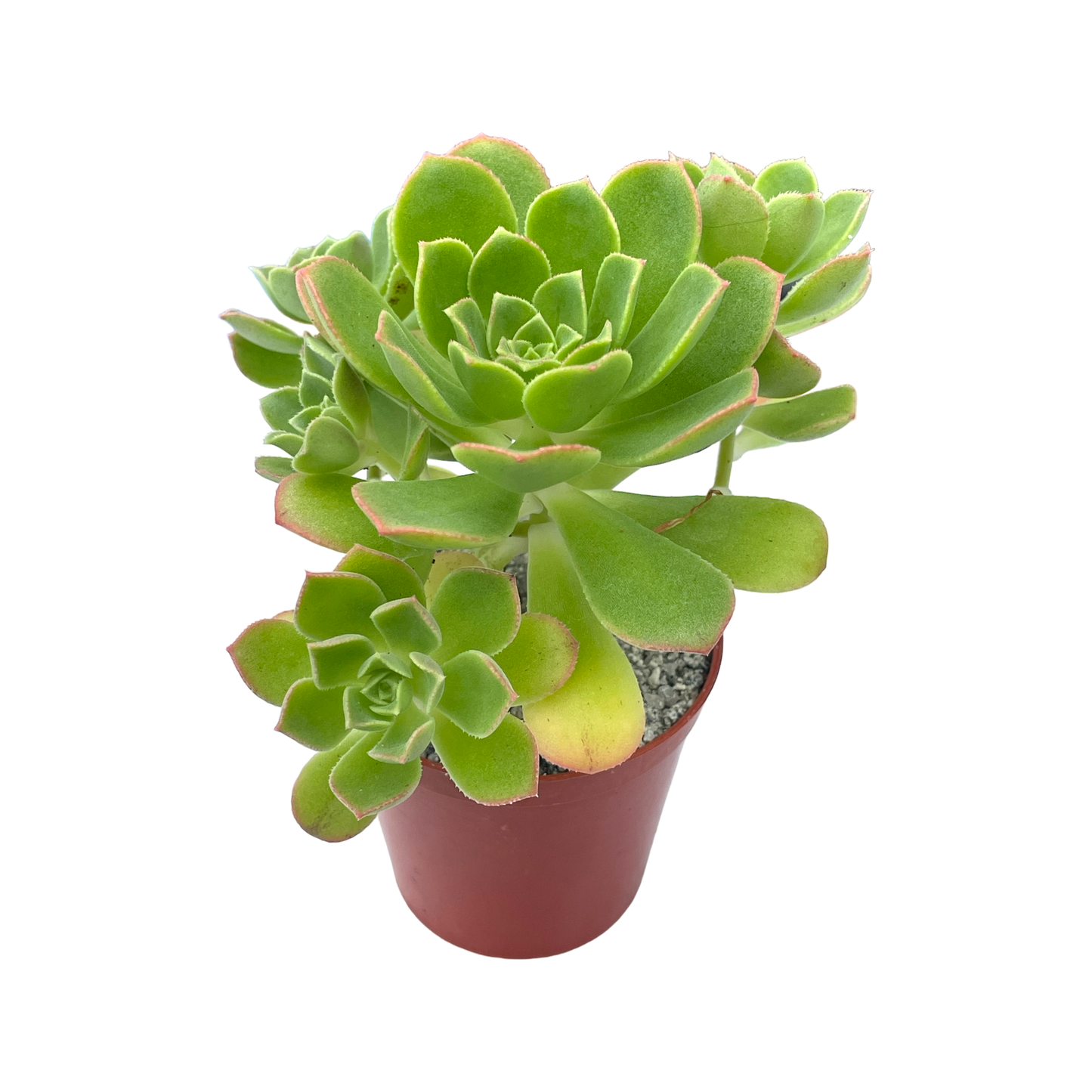 Aeonium castello-paviae var. sarae