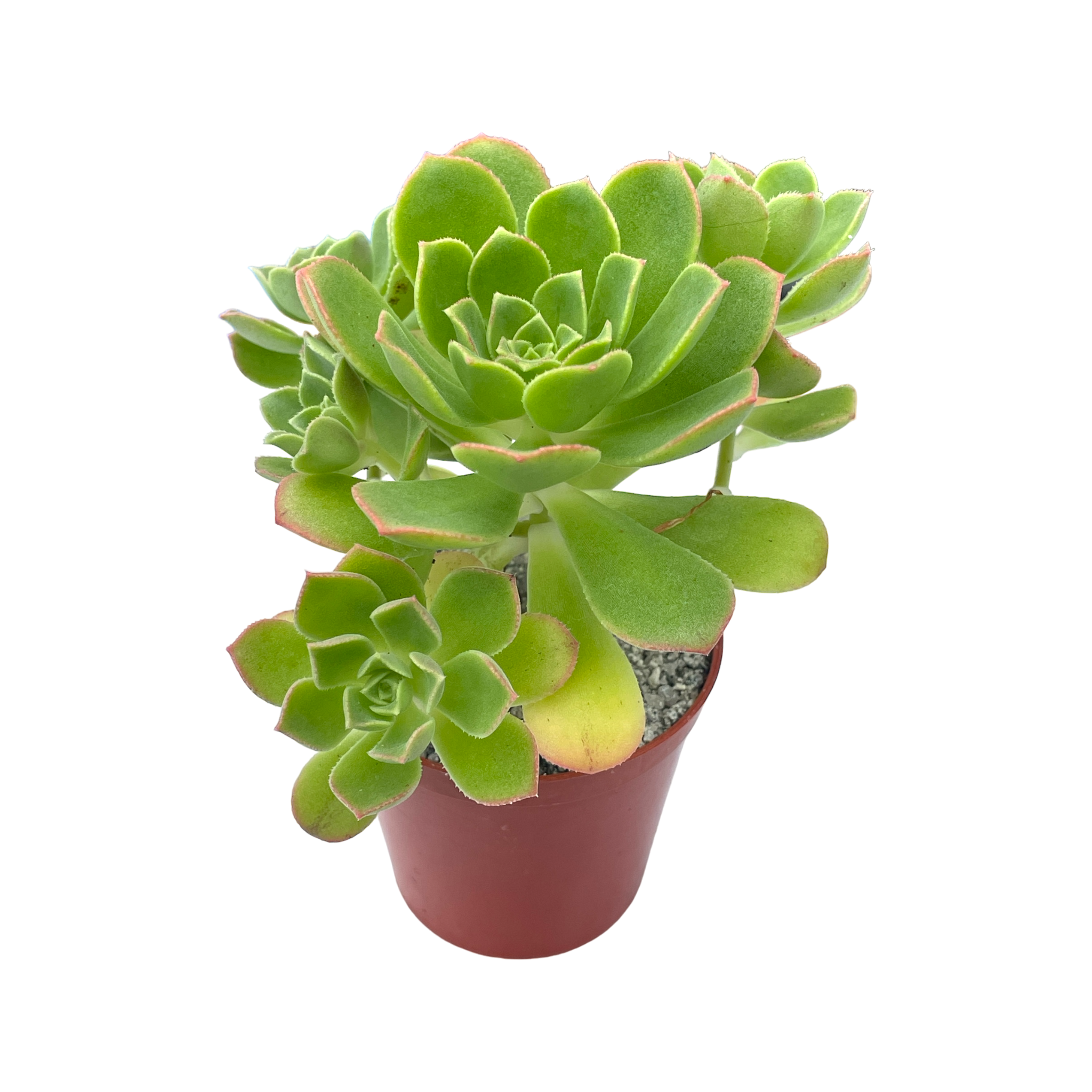 Aeonium castello-paviae var. sarae