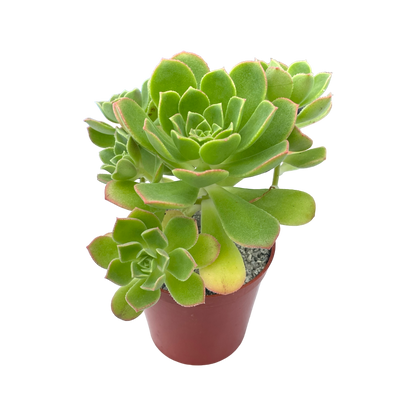 Aeonium castello-paviae var. sarae