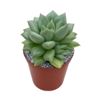 Echeveria agavoides 'Van Kepple'