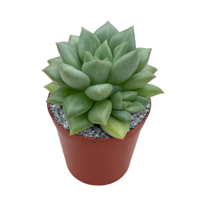 Echeveria agavoides 'Van Kepple'