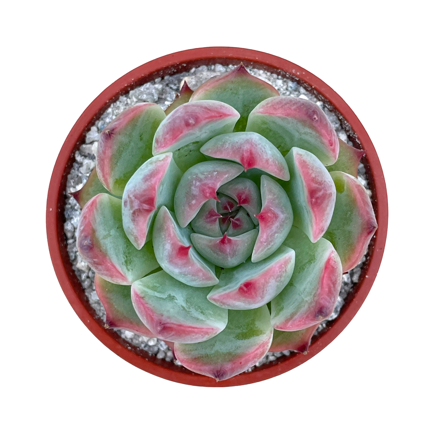 Echeveria chihuahuaensis 'Raspberry Dip'