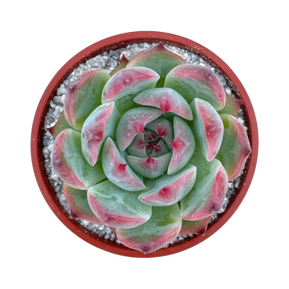 Echeveria chihuahuaensis 'Raspberry Dip'