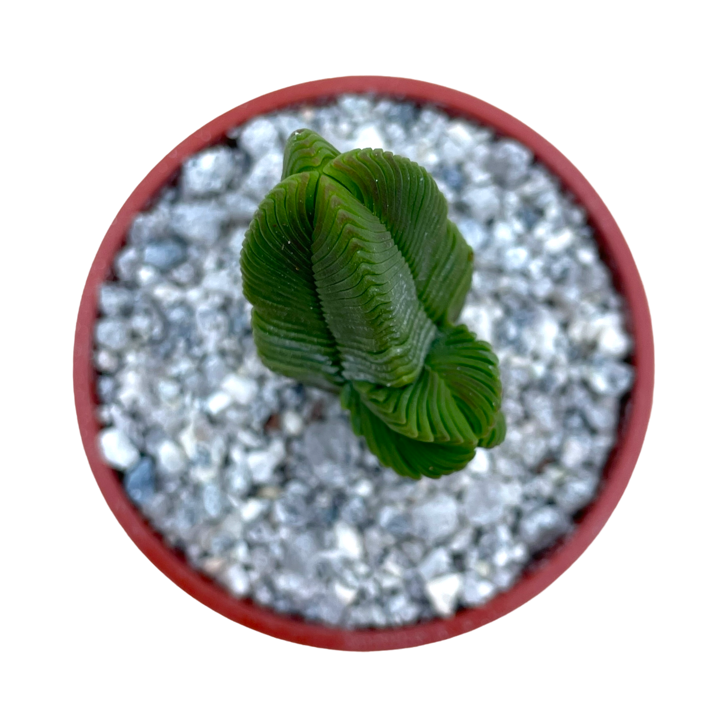 Crassula pyramidalis