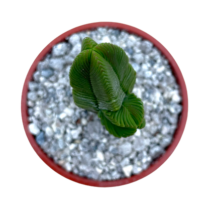 Crassula pyramidalis