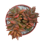 Anacampseros rufescens