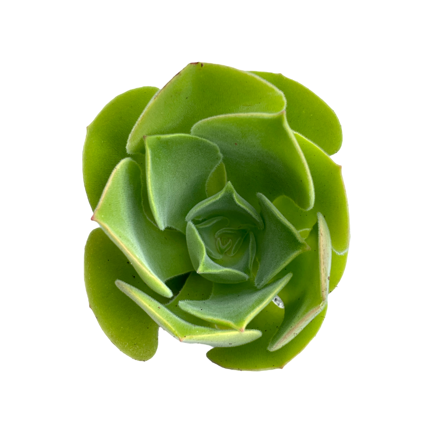 Aeonium canariense var. palmense