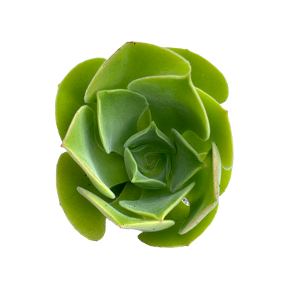 Aeonium canariense var. palmense