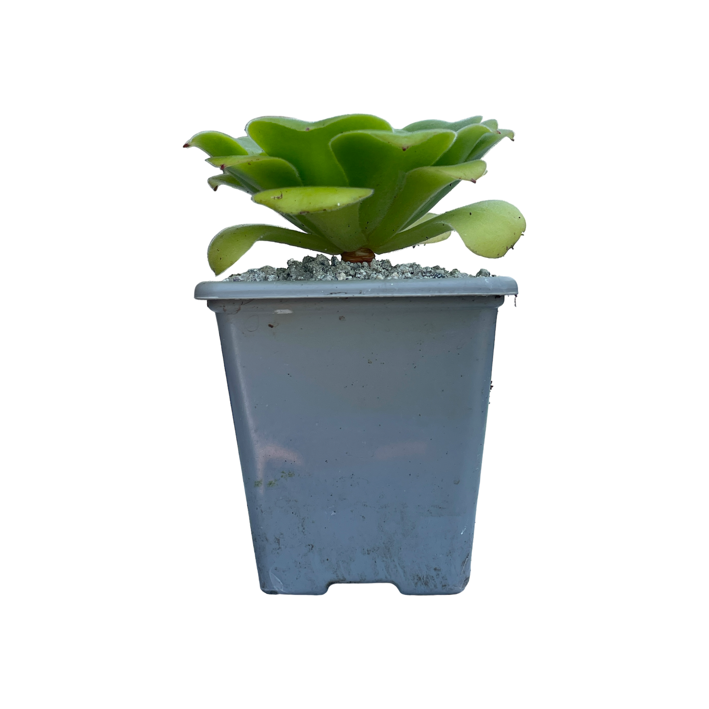 Aeonium canariense var. subplanum